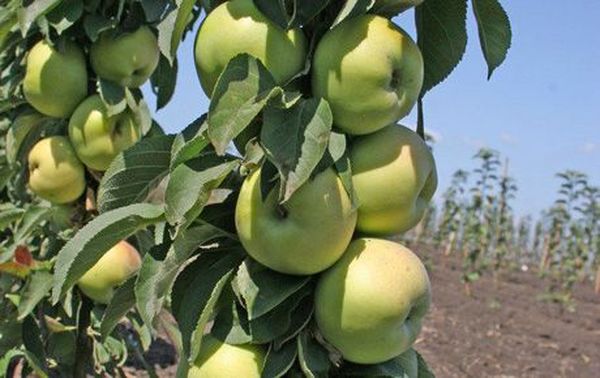 Выращивание и уход за колоновидной яблоней Медок