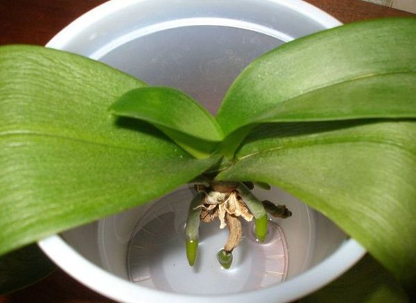 Выращивание орхидей в воде: метод гидропоники