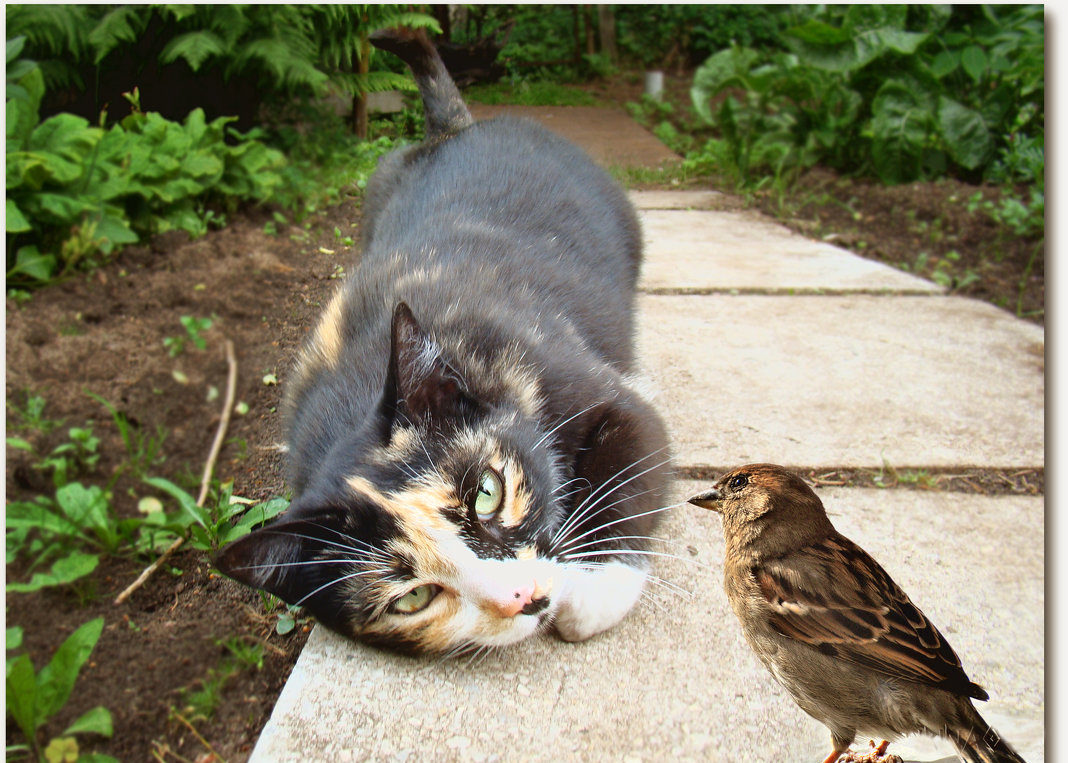Кошка ест птицу. Кот и Воробей. Кот охотится на птиц. Кот и птичка. Котенок и Воробей.