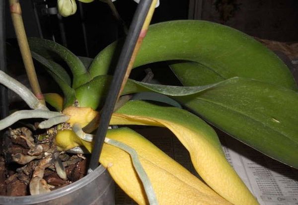 Желтеет стебель у орхидеи: по каким причинам и что делать
