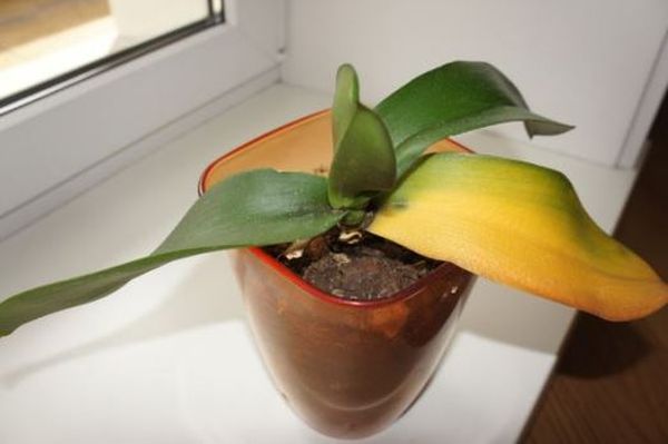 Желтеет стебель у орхидеи: по каким причинам и что делать