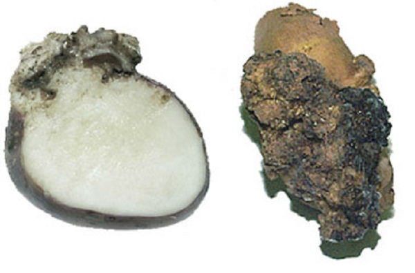 Болезни картофеля с фото и описанием, лечением