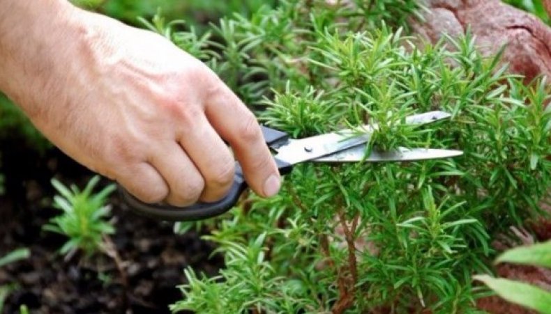 Чабер садовый: описание, полезные свойства и варианты применения + выращивание из семян, правила посадки и ухода