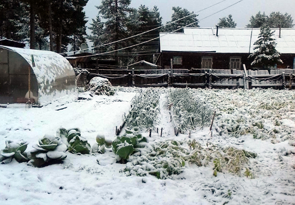 Чем опасен снег для огорода и как защитить свой сад
