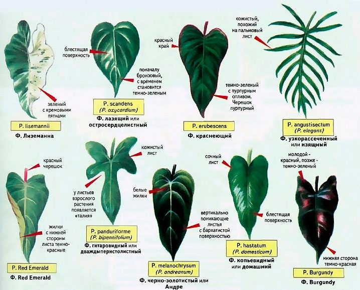 Цветок филодендрон: описание, разновидности и фото комнатного растения + условия выращивания, размножение и уход