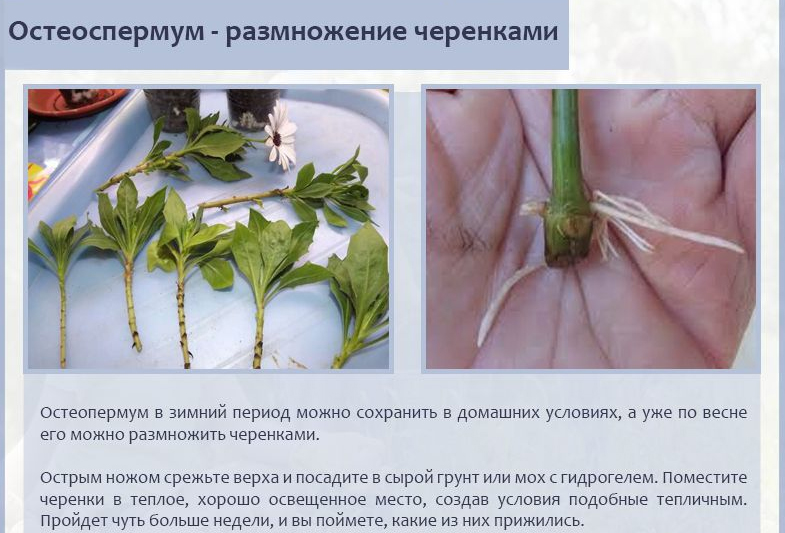 Цветок остеоспермум: описание, виды и сорта с фото + выращивание из семян и черенков, посадка и уход в открытом грунте