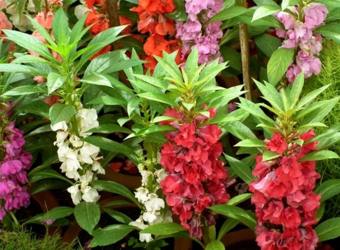 Цветок Ванька мокрый: условия выращивания, размножение, посадка и правильный уход + виды и сорта с описаниями и фото