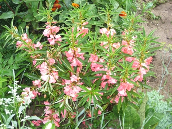 Цветок Ванька мокрый: условия выращивания, размножение, посадка и правильный уход + виды и сорта с описаниями и фото