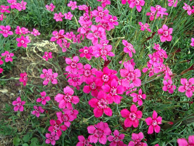 Цветущие все лето почвопокровные многолетники для сада: описания, названия и фото + преимущества многолетних растений