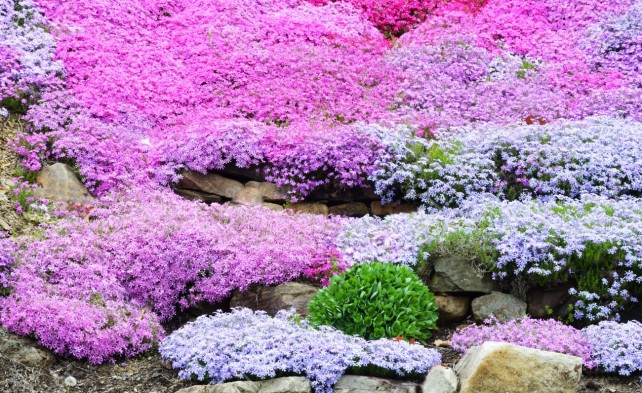 Цветущие все лето почвопокровные многолетники для сада: описания, названия и фото + преимущества многолетних растений