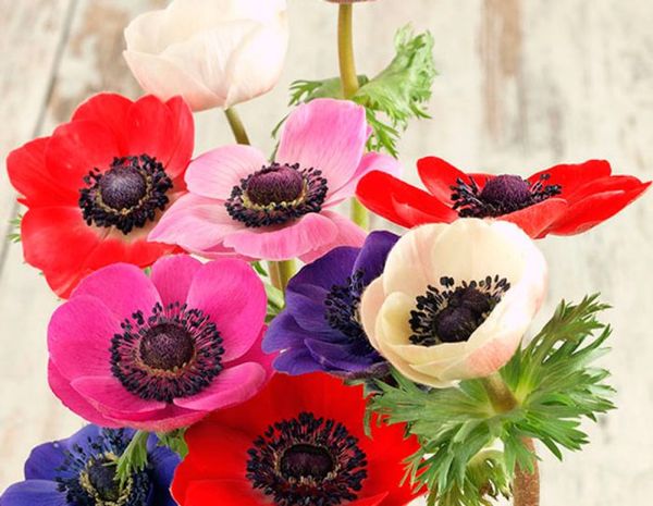 Цветы анемоны: внешний вид, описание, классификация по времени цветения и типу корневища + распространенные виды и сорта