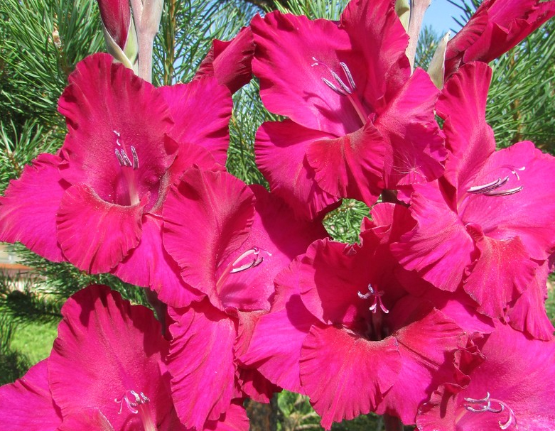 Цветы гладиолусы: описание, лучшие сорта с фото + посадка, уход и выращивание в открытом грунте, хранение луковиц