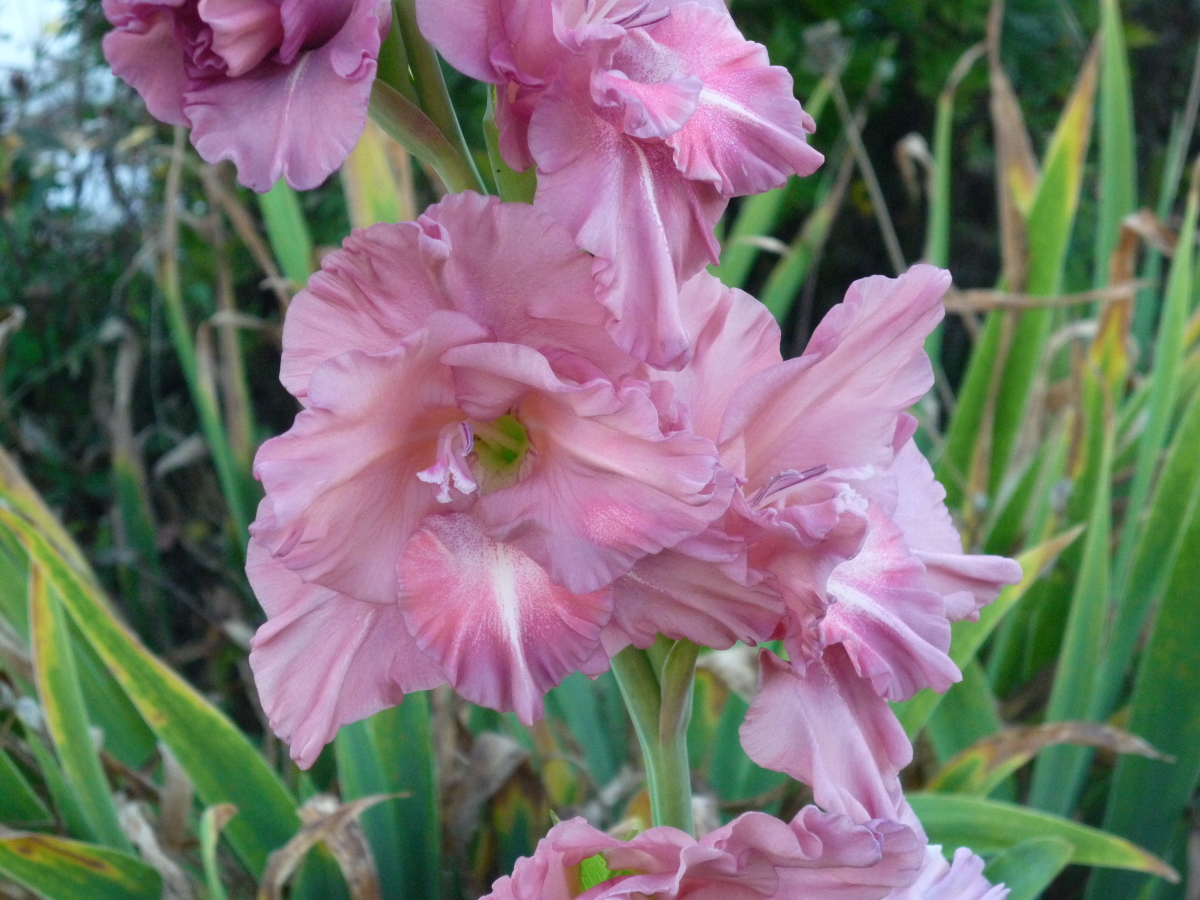 Цветы гладиолусы: описание, лучшие сорта с фото + посадка, уход и выращивание в открытом грунте, хранение луковиц