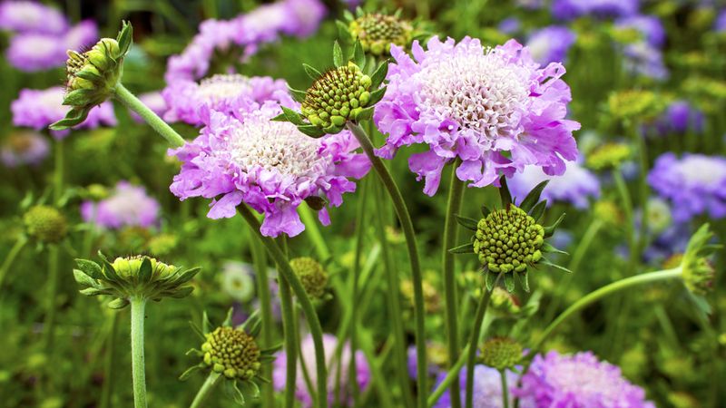 Долгоцветущие многолетники для сада и дачи с названиями, описаниями и фото + особенности выбора многолетних растений