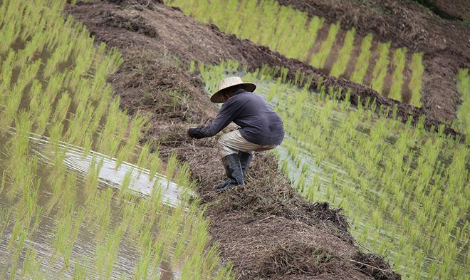 Где выращивают рис: в России, в чеках, в мире, особенности производства в Китае