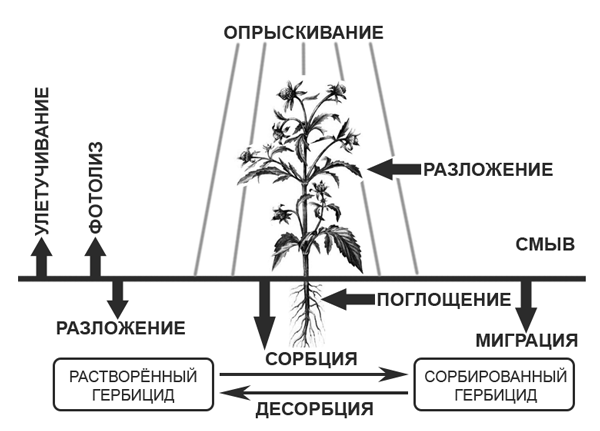 Гербициды от сорняков: описание, действие, классификация, сроки и правила применения + ТОП-25 препаратов для дачи