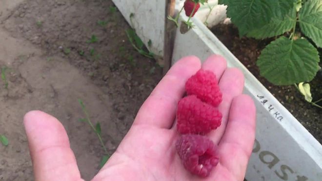 Гликемический индекс малины: свежей, замороженной, в варенье, желтых и красных ягод