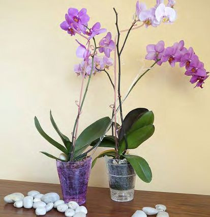 Горшок для орхидеи: делаем правильный выбор