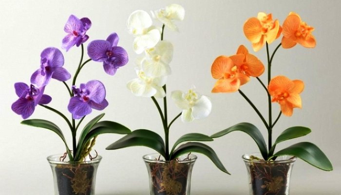 Горшок для орхидеи: делаем правильный выбор