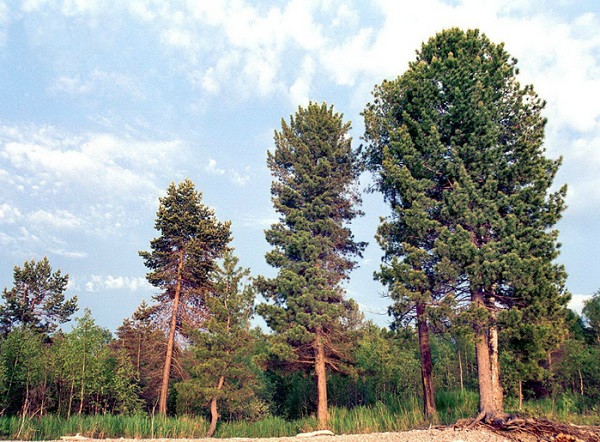 Хвойные деревья: фото и описание