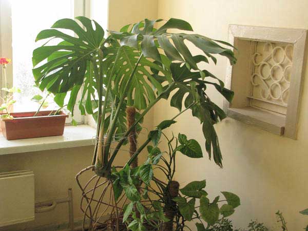 Ядовитые комнатные растения: фото и названия