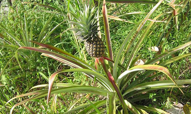 Как растет ананас: фото в дикой природе, в домашних условиях, где растет экзотический фрукт