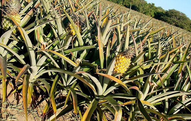 Как растет ананас: фото в дикой природе, в домашних условиях, где растет экзотический фрукт