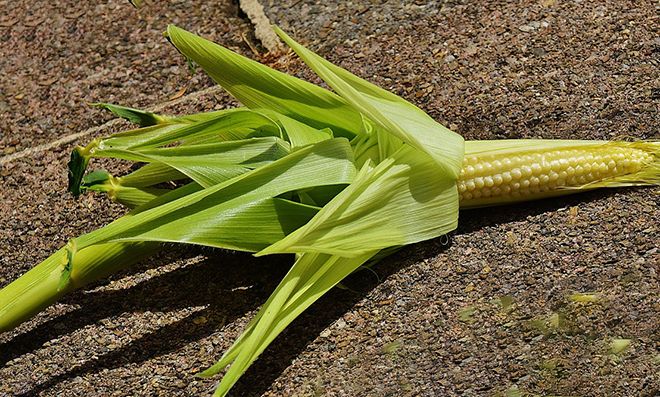 Как вырастить кукурузу на даче в открытом грунте, передовые технологии и правила посадки семенами