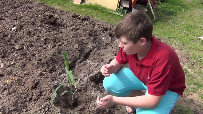 Как вырастить кукурузу на даче в открытом грунте, передовые технологии и правила посадки семенами