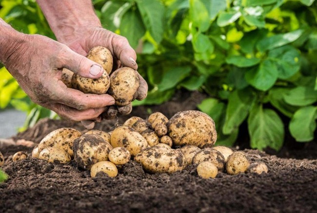 Картофель – как правильно и когда сажать в 2022 году?