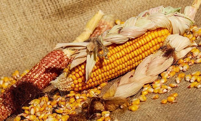 Кукуруза это бобовые или нет, к какой культуре относится зерновой или злаковой