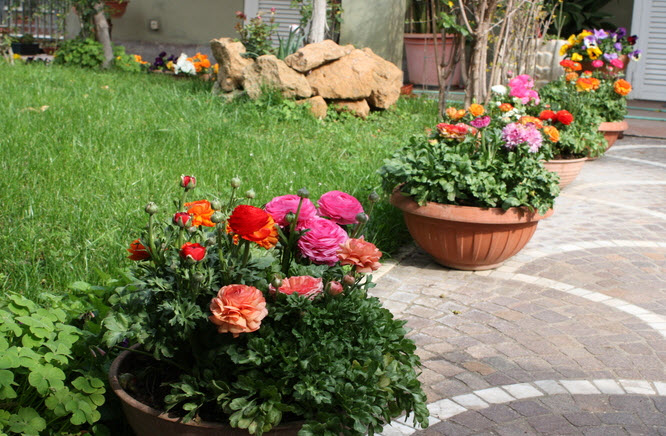 Лютики садовые: описание, полезные свойства, виды и сорта с фото + посадка и уход, применение цветка в ландшафте