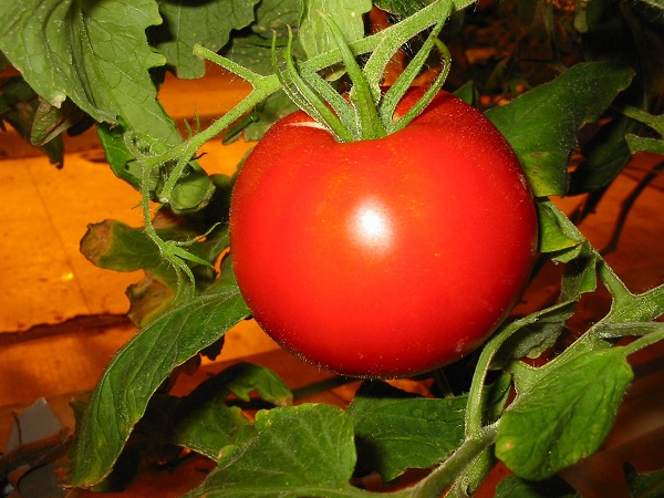 Лучшие сорта помидоров для выращивания на открытом грунте: фото