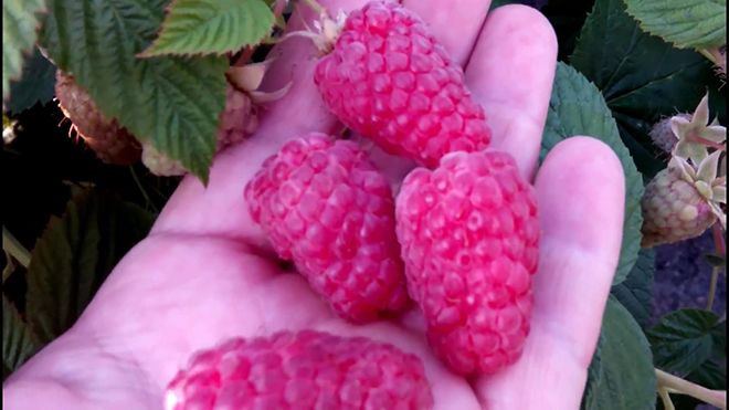 Малина, калорийность на 100 грамм свежих ягод, замороженных и варенья