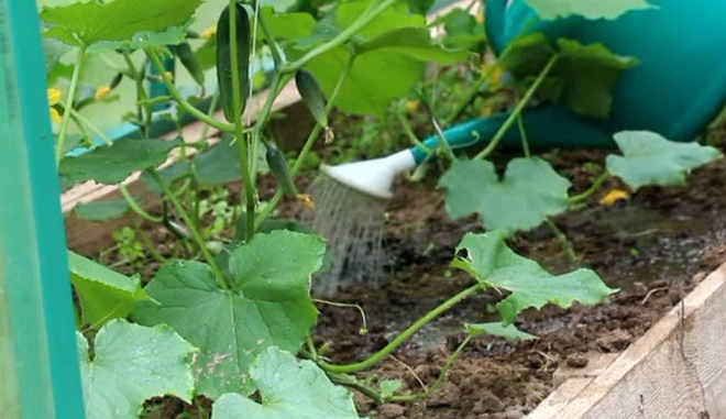 Огурец Миллионер - ультраранний сорт с большой урожайностью