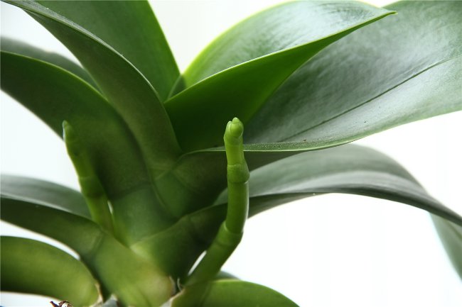 Почему не цветут орхидеи в домашних условиях что делать: видео