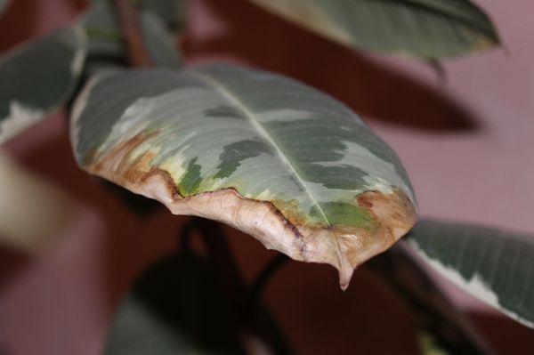 Почему сохнут кончики листьев у комнатных растений: причины