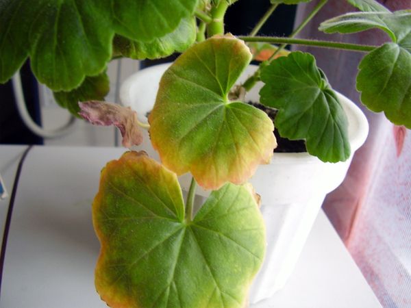Почему желтеют листья у комнатных растений: причины