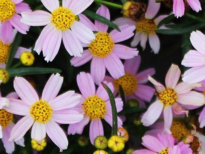 Похожие на ромашки цветы для выращивания на приусадебном участке: как называются и что собой представляют + 20 фото