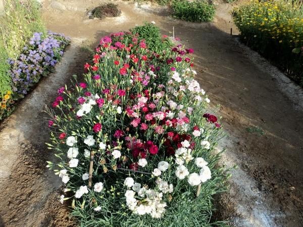 Посадка и уход за гвоздикой Шабо, выращивание из семян + описание и применение цветка в ландшафте, лучшие сорта с фото