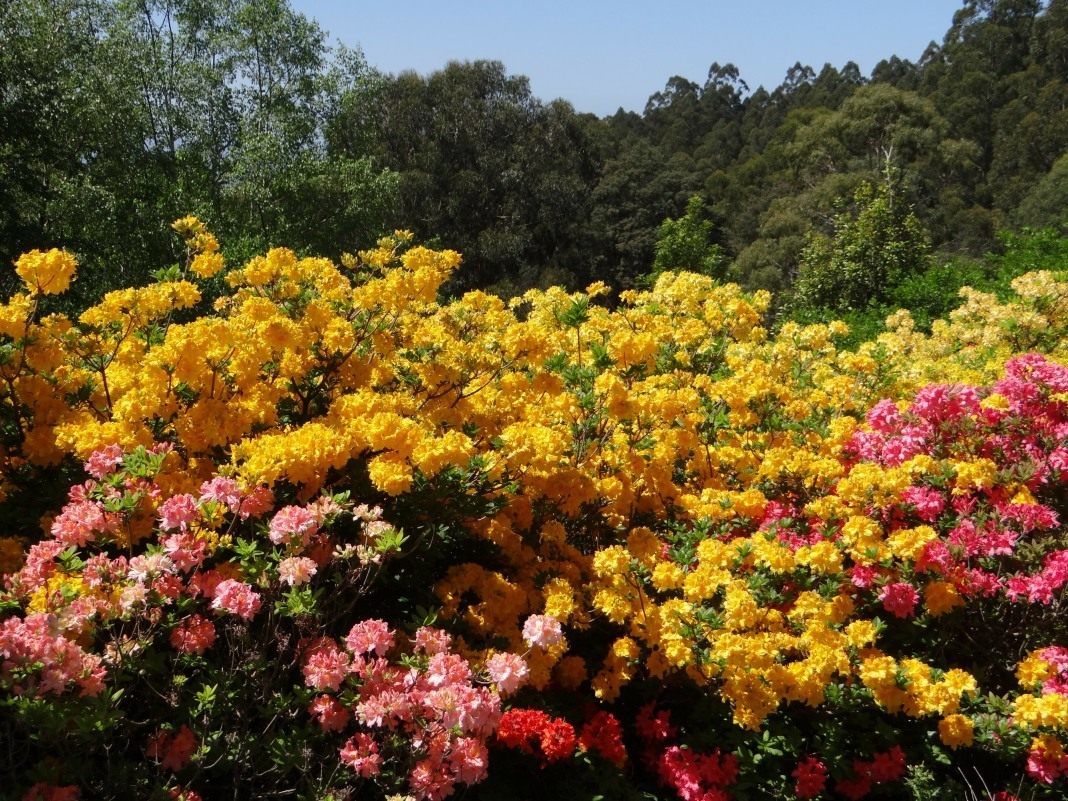 Посадка и уход за рододендроном садовым + описания и фото лучших видов и сортов, применение цветка в дизайне ландшафтов