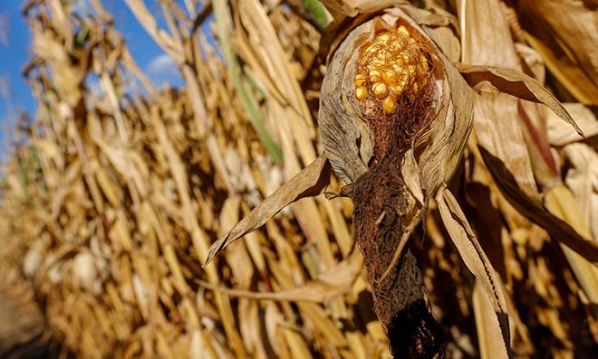 Происхождение кукурузы на земле, кто завез в Россию, интересные факты
