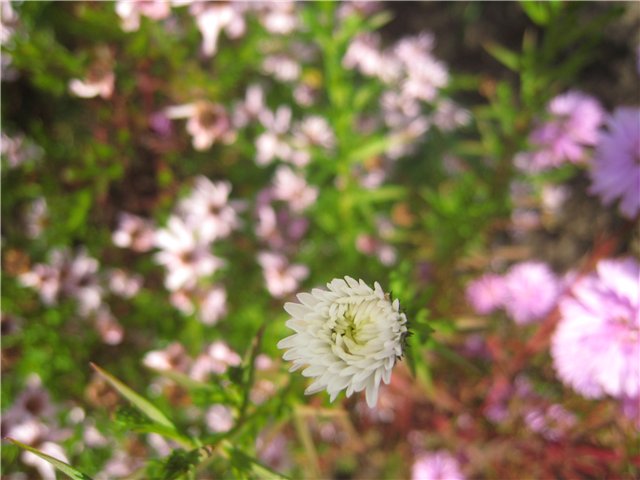 Размножение, посадка и уход за цветами сентябринками в открытом грунте + описание растения, популярные сорта с фото