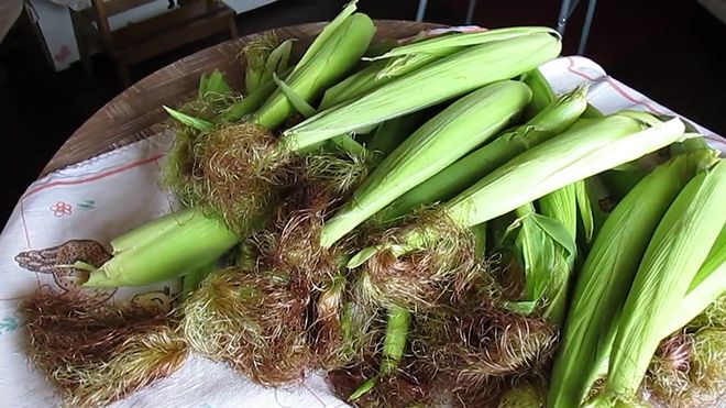 Рыльца кукурузы: лечебные свойства и противопоказания, как заваривать при цистите и панкреатите
