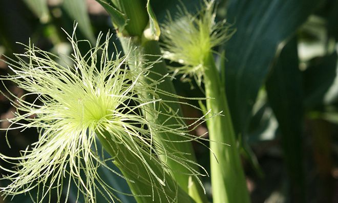 Рыльца кукурузы: лечебные свойства и противопоказания, как заваривать при цистите и панкреатите