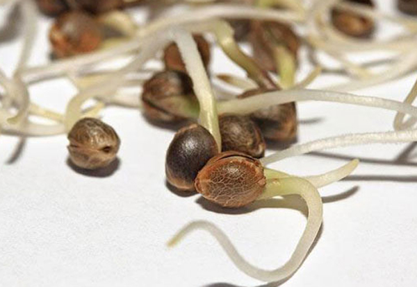 Семена конопли: польза и вред, состав, лечебные свойства, где применяются, противопоказания к употреблению