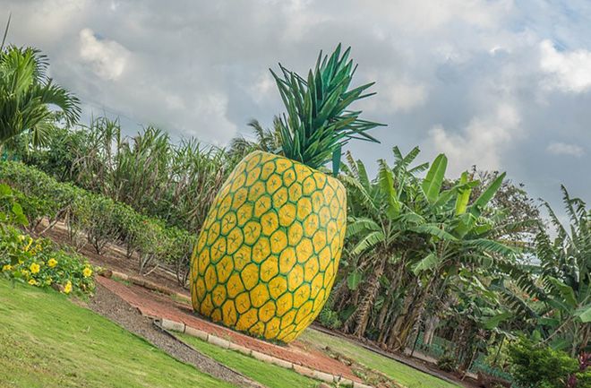 Сколько в среднем весит ананас, характеристики ананаса