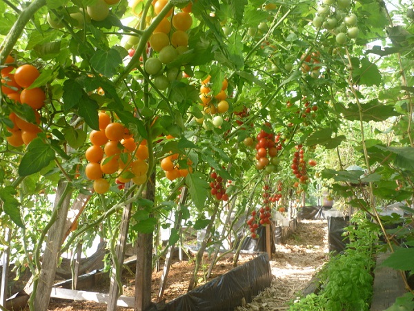 Скороспелые сорта томатов для теплиц: фото и описание