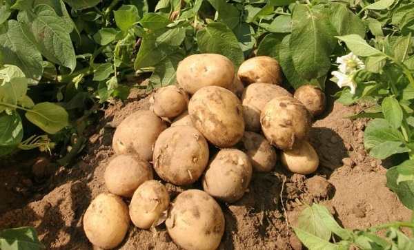Сорт картофеля Эльмундо: фото, описание и отзывы