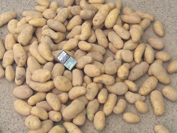 Сорт картофеля Гранада: фото, описание